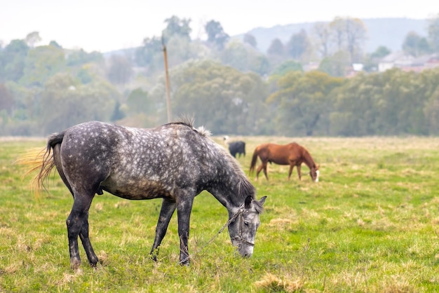 Mooie grijze paard grazen in zomer veld. Groene weide met voederende boerderijhengst.