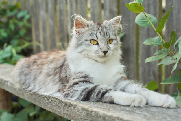 Mooie grijze pluizige kat die op de bank ligt openlucht