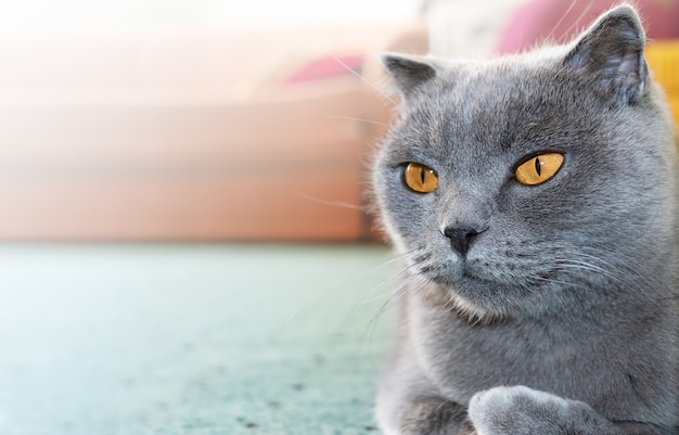 Mooie grijze Schotse huiskat rust in een lichte kamer