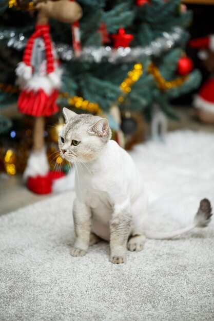 Mooie grijze scottish fold kat. Kapselkat met geschoren haar op het lichaam, kapsel voor huisdieren