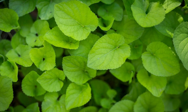 Mooie groeiende planten met groene bladeren