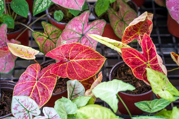 Mooie groeiende roze Caladium bicolor achtergrond