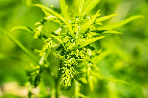 Mooie groene achtergrondcannabina, een meerjarige kruidachtige plant in een weiland in de zomer