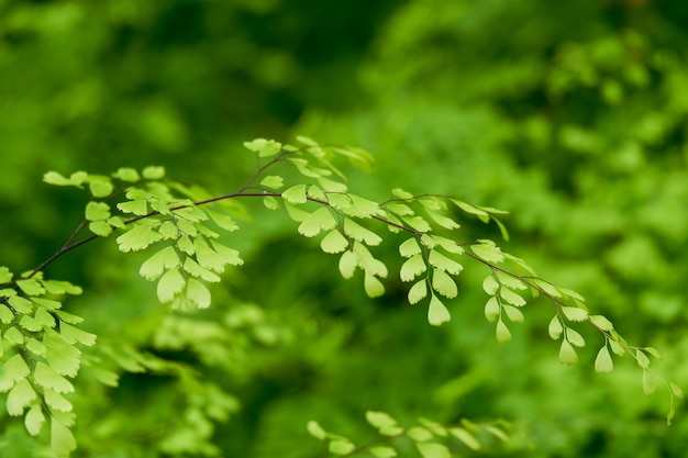 Mooie groene adiantum varenachtergrond