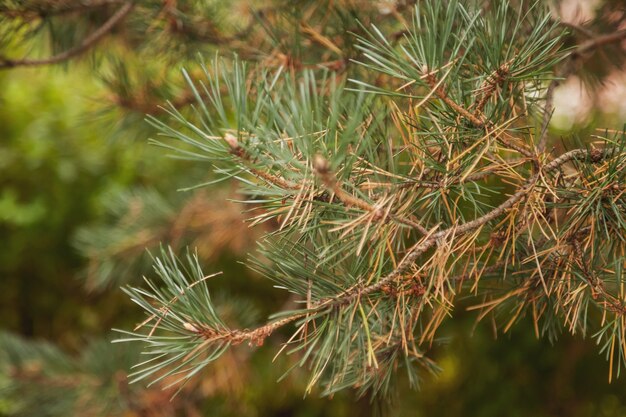 Mooie groene arborvitaeboomtakken