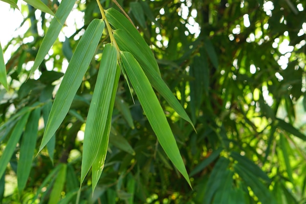 Mooie groene bamboe bladeren achtergrond
