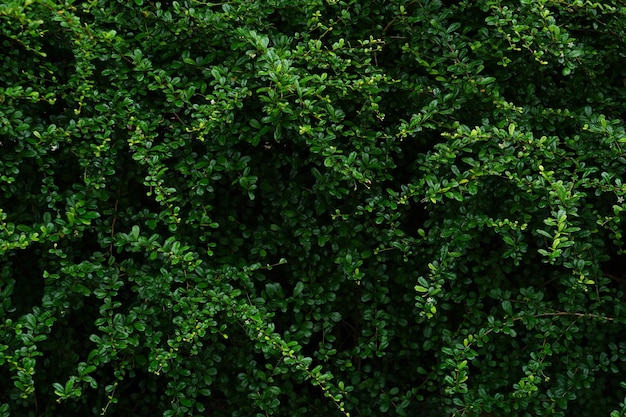 Mooie groene blad muur achtergrond