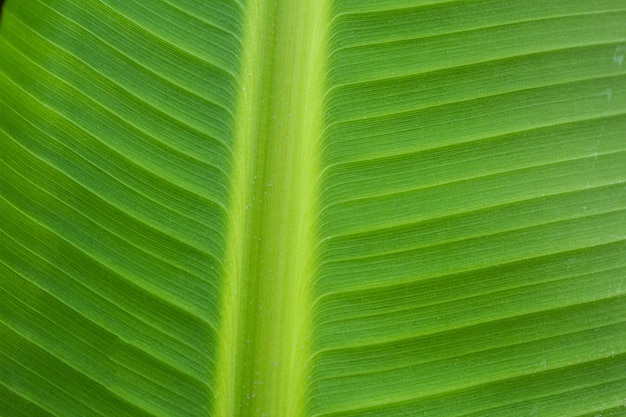 Mooie groene bladeren achtergrond