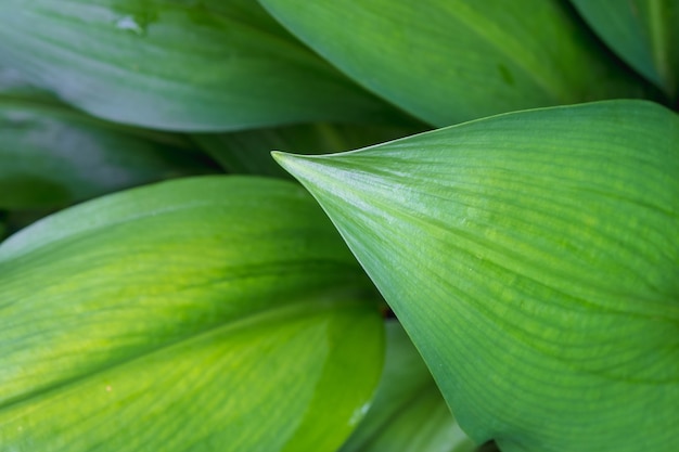 Mooie groene bladeren en bladerenachtergrond