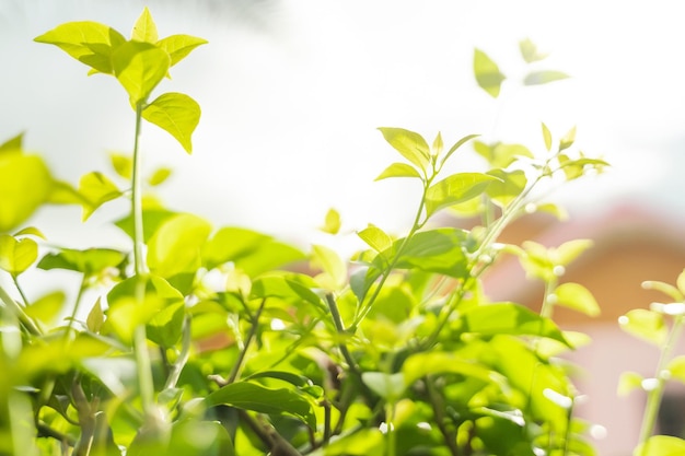 Mooie groene bladeren met zonlicht Natuurlijke groene achtergrond met selectieve focus