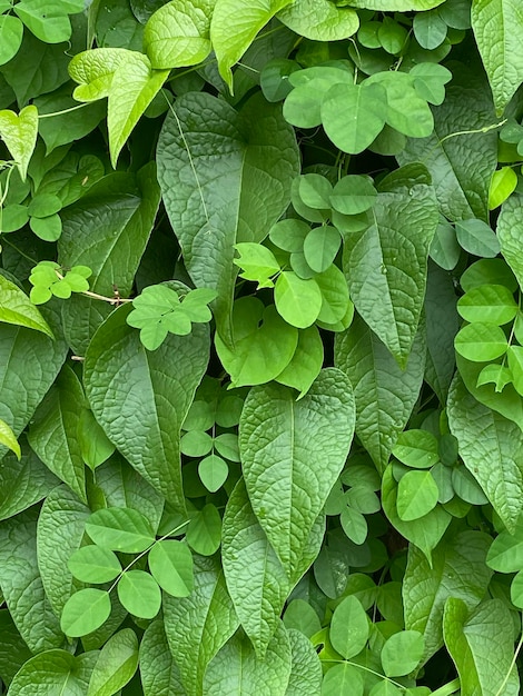 Mooie groene bladeren op oude omheining