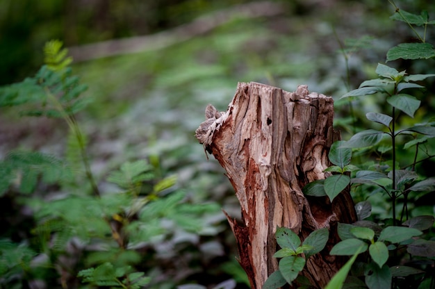 Mooie groene bladeren tijdens het regenseizoen