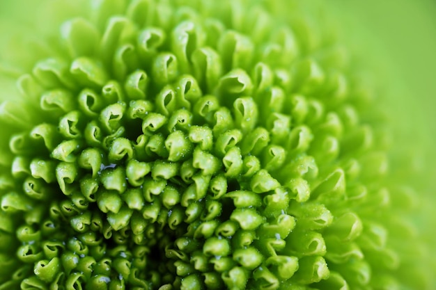 Mooie groene bloem close-up Natuur achtergrond