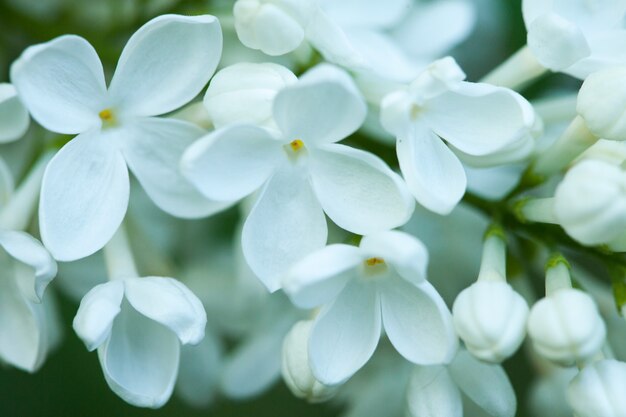 Mooie groene bloemen achtergrond