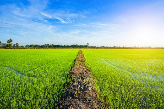 Mooie groene cornfield met zonsonderganghemel.