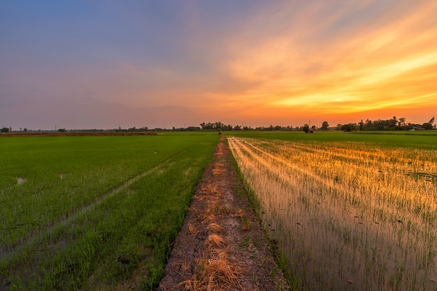 Mooie groene cornfield met zonsonderganghemel.