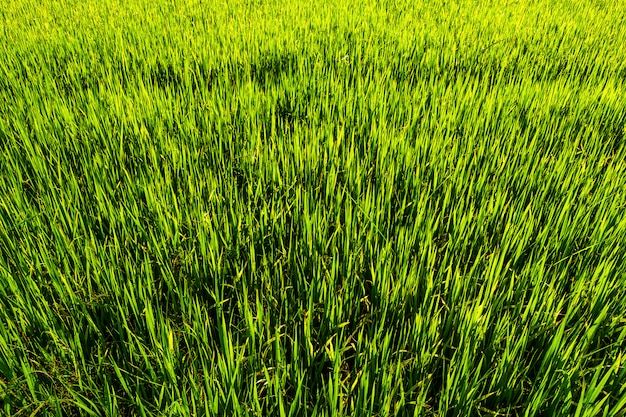 Mooie groene cornfield met zonsonderganghemel.