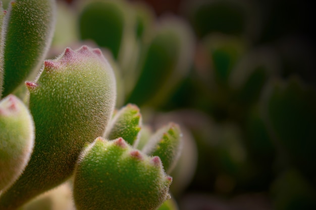 Mooie groene echeveria (cactus) close-up macro soft focus lente buiten op een zachte onscherpe achtergrond. Romantisch zacht zacht artistiek beeld