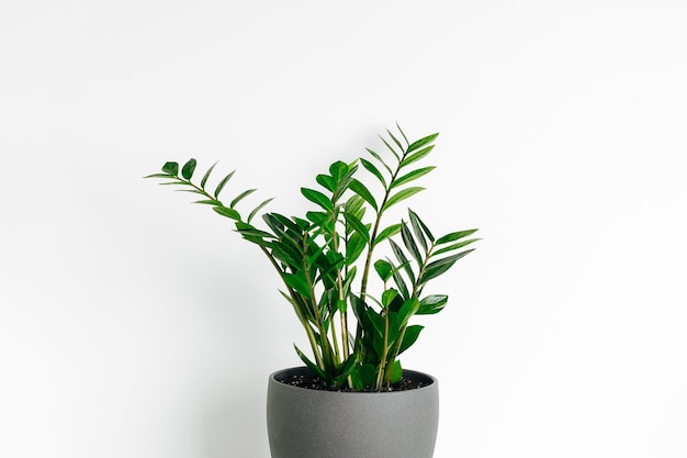 Mooie groene kamerplant in keramische pot op witte achtergrond minimale moderne Scandinavische interieur