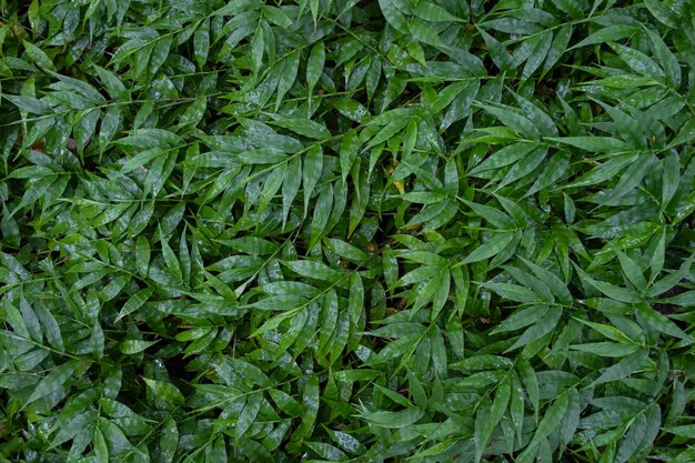 Mooie groene kleur blad in vrede bos tropische lente natuur boom patroon achtergrond behang zomer organisch milieu in de jungle concept frisse ecologie schone bloem gras struik botanisch