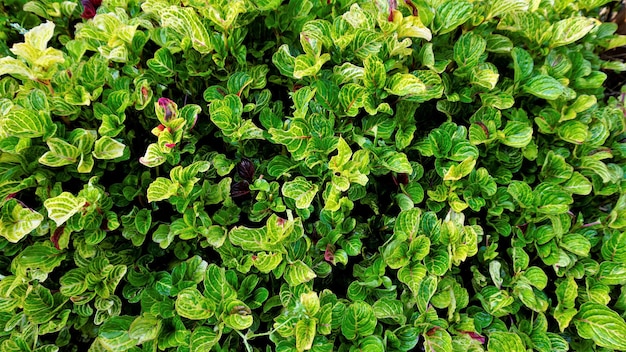 Mooie groene kleur bladeren van de achtergrond van Iresine Herstii ook bekend als Herst Bloodleaf Blood Leaf Biefstuk plant Kippenmaag