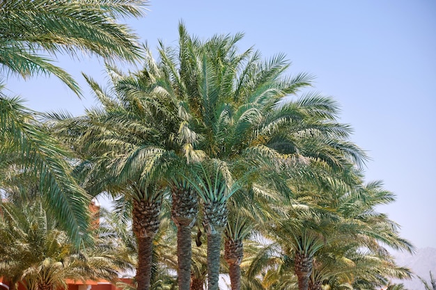 Mooie groene kokospalmen op tropisch strand tegen blauwe hemel Zomervakantie concept