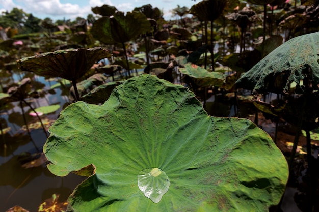 Mooie groene lotusbloemboom in lotusbloemvijver