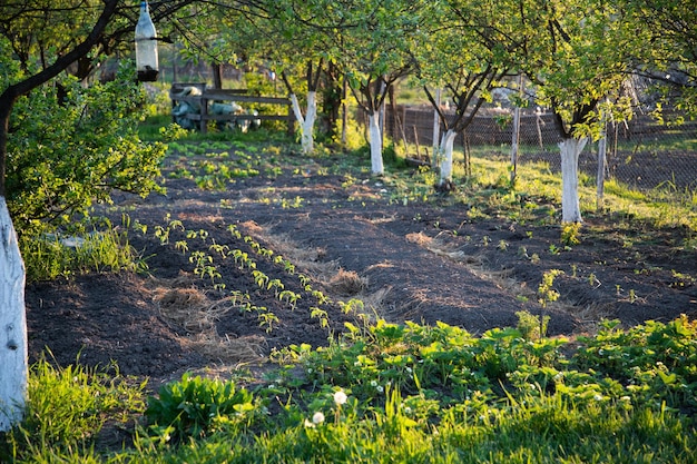 Mooie groene moestuin in het vroege voorjaar