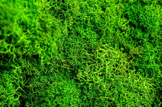 Mooie groene mos mos close-up macro