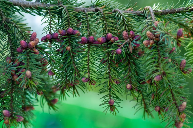 mooie groene natuurlijke achtergrond. planten