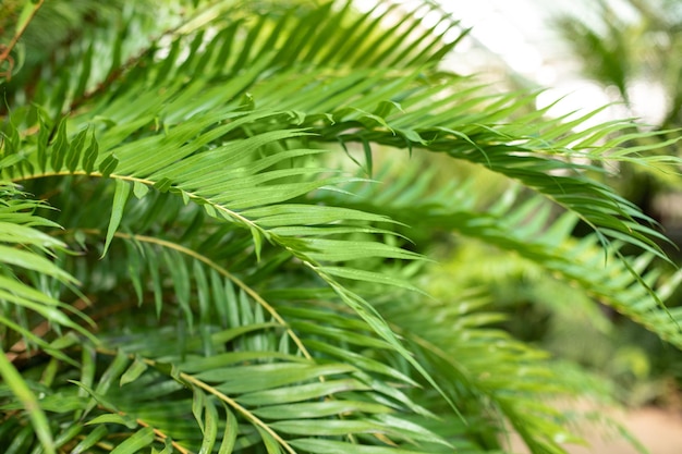 Mooie groene palmbladeren op tropische zomer bos achtergrond