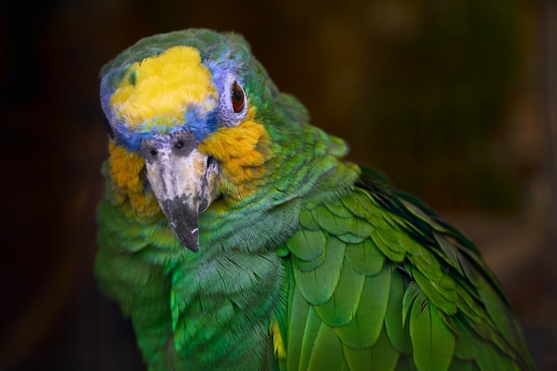 Mooie groene papegaai dichte omhooggaand