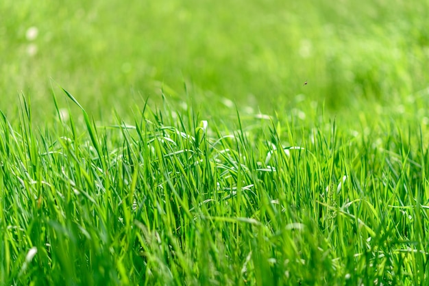 Mooie groene planten in de tuin.