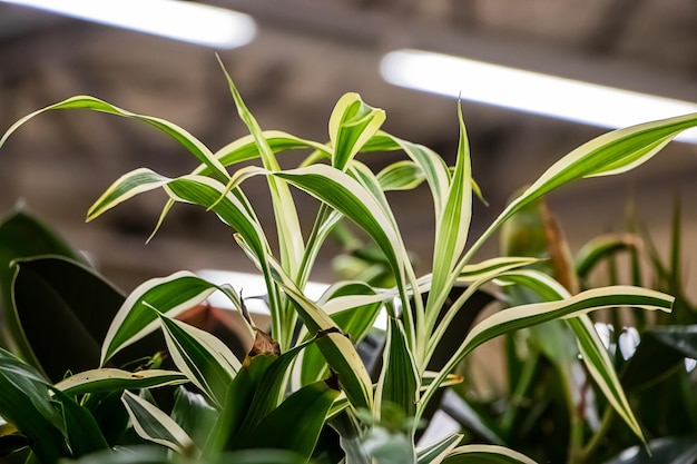 Foto mooie groene planten in potten close-up