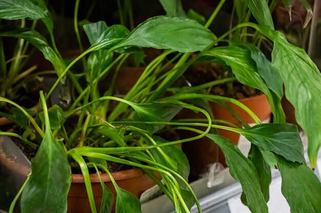 Mooie groene planten in potten close-up.