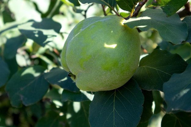 Mooie groene rijpe kweepeer op een tak met op de achtergrond een huis