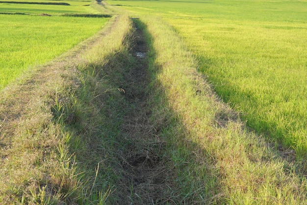 Mooie groene rijst in het laagseizoen om een hoge prijs te produceren