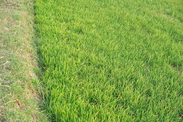 Mooie groene rijst in het laagseizoen om een hoge prijs te produceren