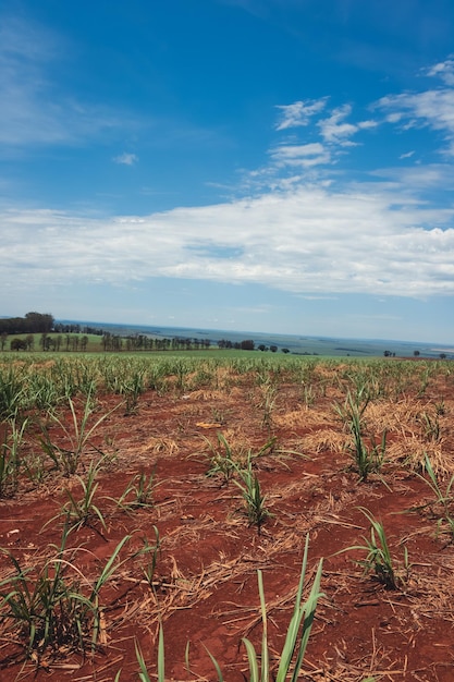 Mooie groene suikerrietplantage op blauwe bewolkte hemel Gecultiveerd veldlandschap op landbouwgrond in Brazilië