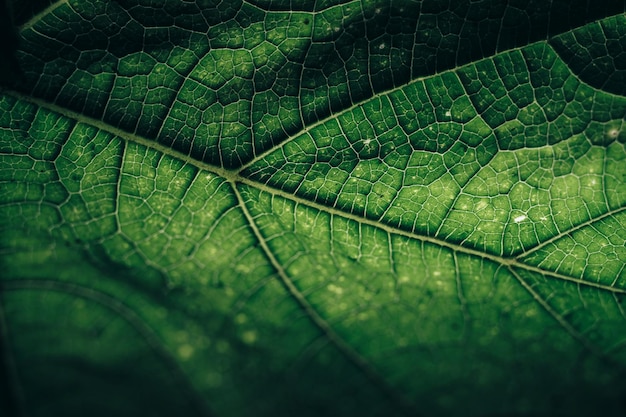 Mooie groene textuur achtergrond Gekapte opname van groen blad met textuur Abstract natuurpatroon voor