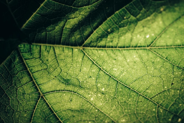 Mooie groene textuur achtergrond Gekapte opname van groen blad met textuur Abstract natuurpatroon voor