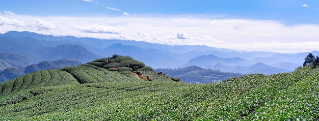 Mooie groene thee crop tuin rijen scène met blauwe lucht en cloud ontwerpconcept voor de verse thee product achtergrond kopie ruimte