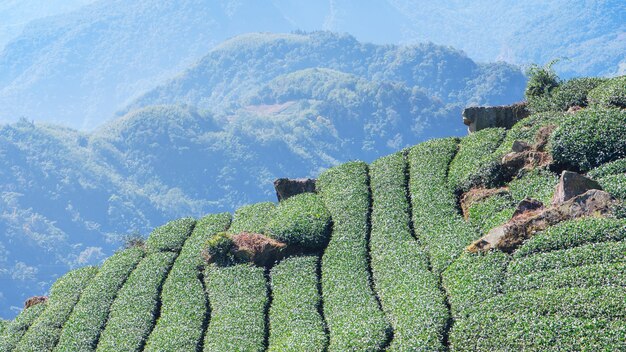 Mooie groene thee crop tuin rijen scène met blauwe lucht en wolk, ontwerpconcept voor de verse thee product achtergrond, kopieer ruimte.