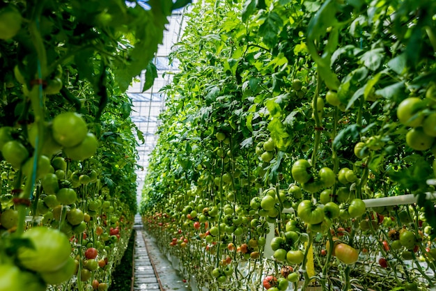 Mooie groene tomaten geteeld in een kas.