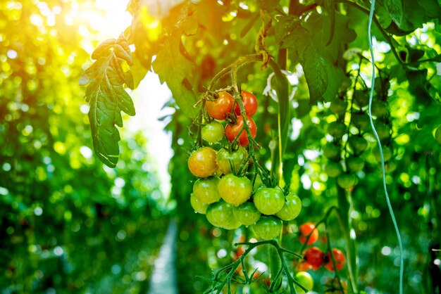 Mooie groene tomaten geteeld in een kas.