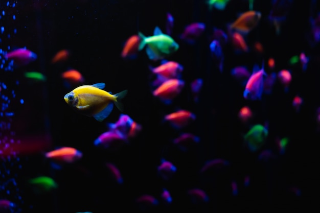 Foto mooie groep zeevissen. onderwater kleurrijk leven. de heldere gele ternaire close-up van aquariumvissen. selectieve aandacht