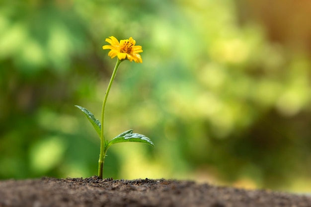 Mooie grondbloem die door de grond groeit en gele bloem van groene natuurlijke groei