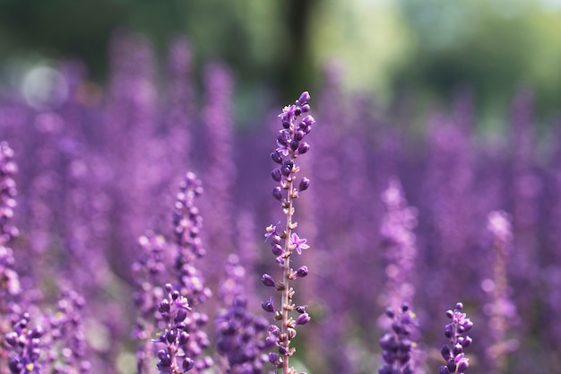 Mooie grote blauwe lilyturf in het veld