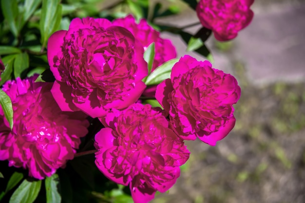 Mooie grote bloeiende rode pioenroos bloemen in lentetuin