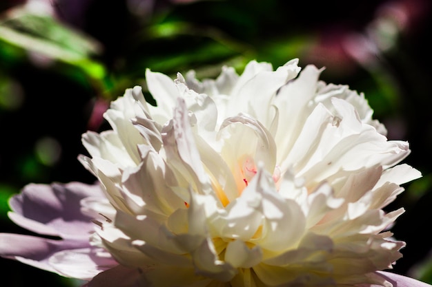 Mooie grote bloeiende witte pioenrozen in het voorjaar